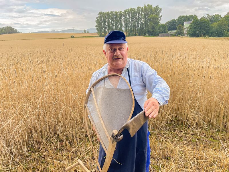 Mit dem „Wachlerer“ durchs Korn