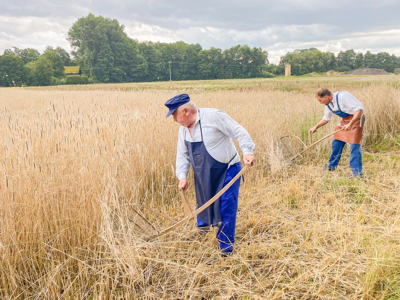 Mit dem „Wachlerer“ durchs Korn
