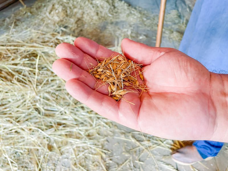 Im Rhythmus der Dreschflegel