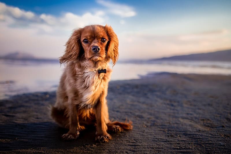 Le chien, l’animal de compagnie par excellence pour l’homme