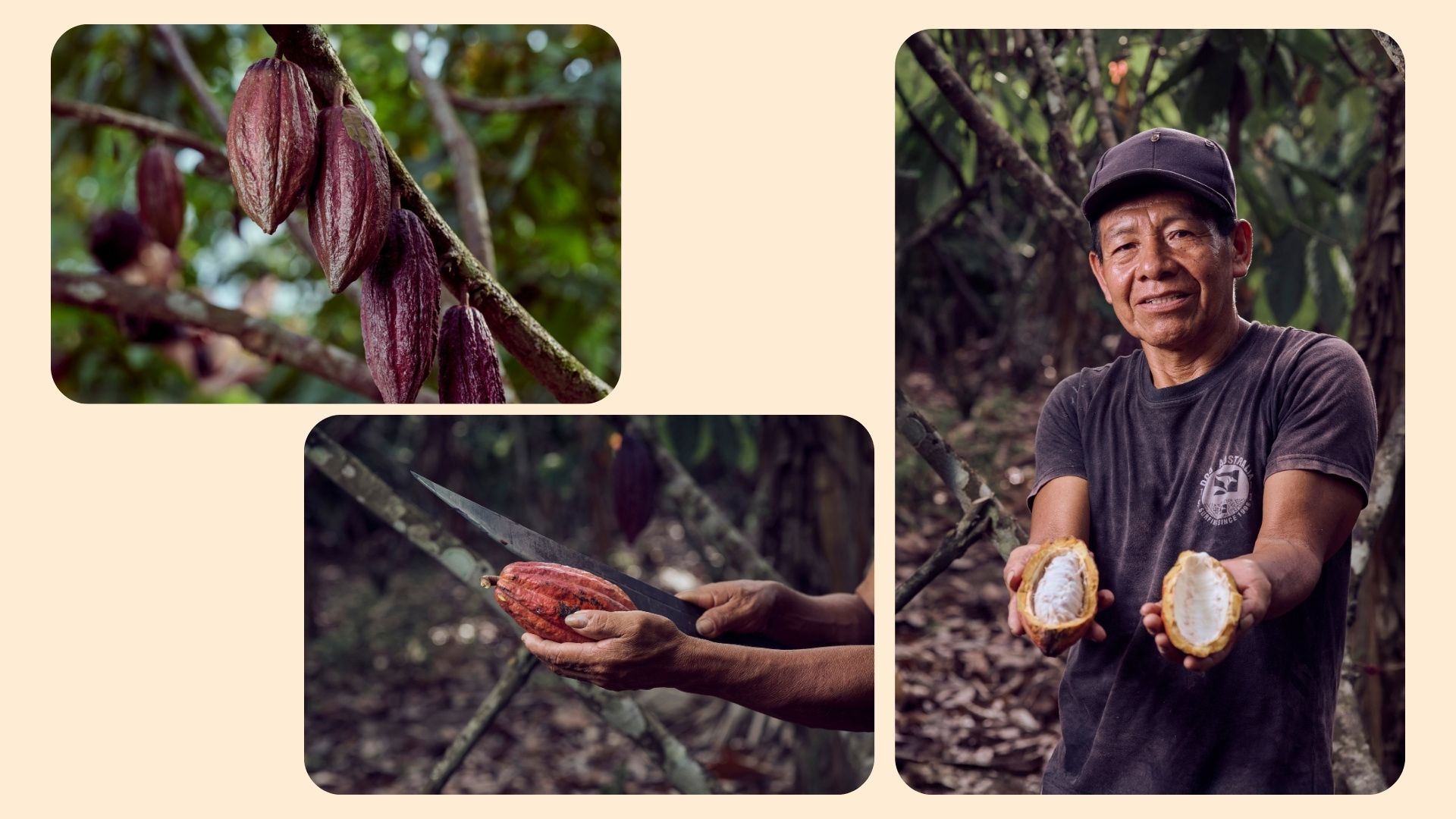 Collage zur Kakaogewinnung: Nahaufnahme von rötlichen Kakaoschoten am Ast, handwerkliches Öffnen der Frucht und Präsentation des weißen Fruchtfleischs mit Kakaobohnen direkt nach der Ernte auf einer Plantage.