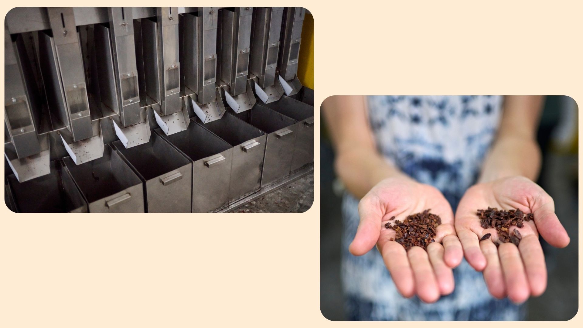 Verarbeitung von Kakaonibs in Peru: Industrielle Abfüllanlage aus Edelstahl und eine Nahaufnahme von frisch gebrochenen Kakaonibs in den Händen zur Qualitätskontrolle.