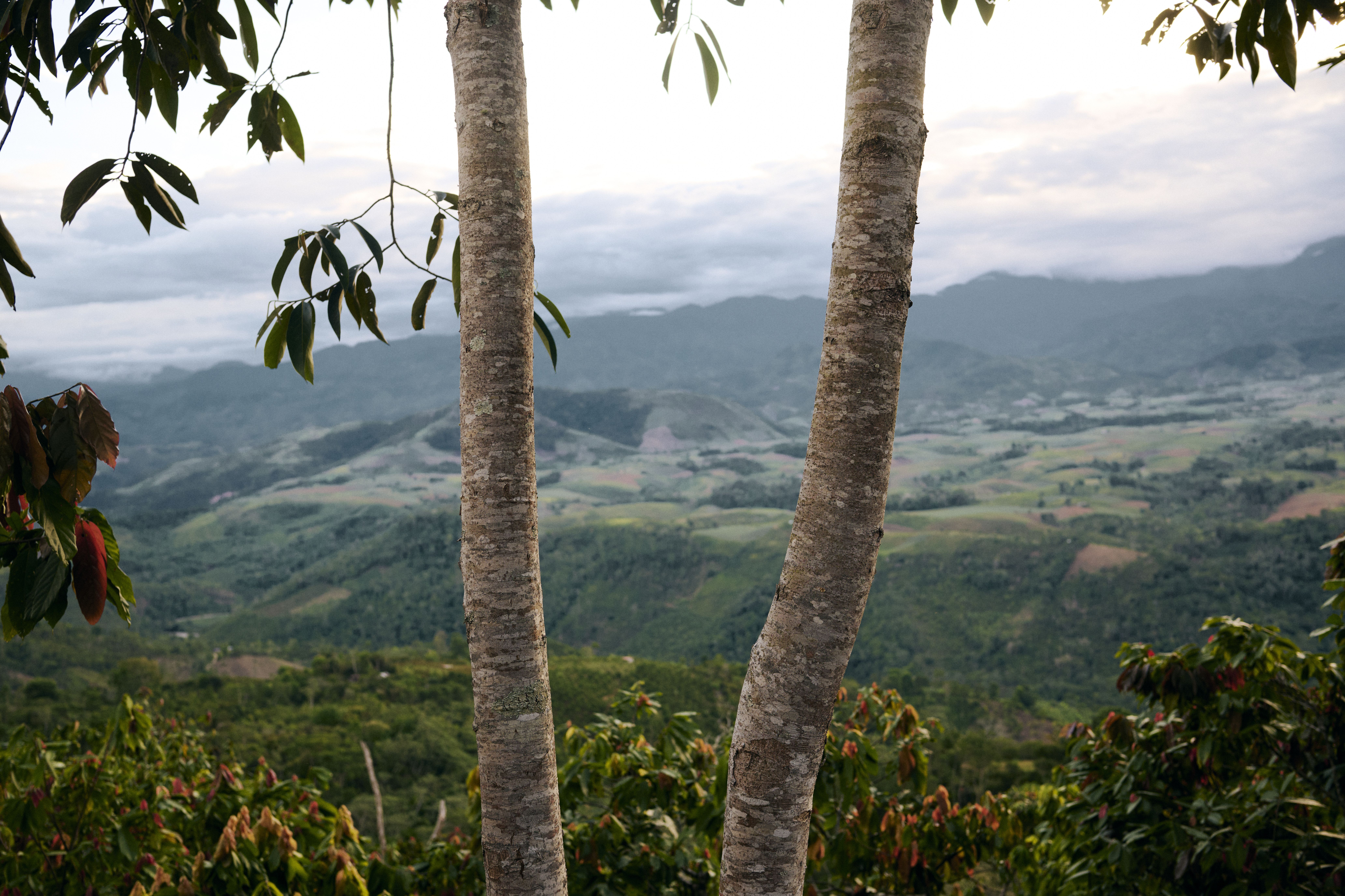 Panorama-Aussicht auf die grünen Anden-Ausläufer in Peru mit zwei Baumstämmen im Vordergrund und nebligen Bergen am Horizont.