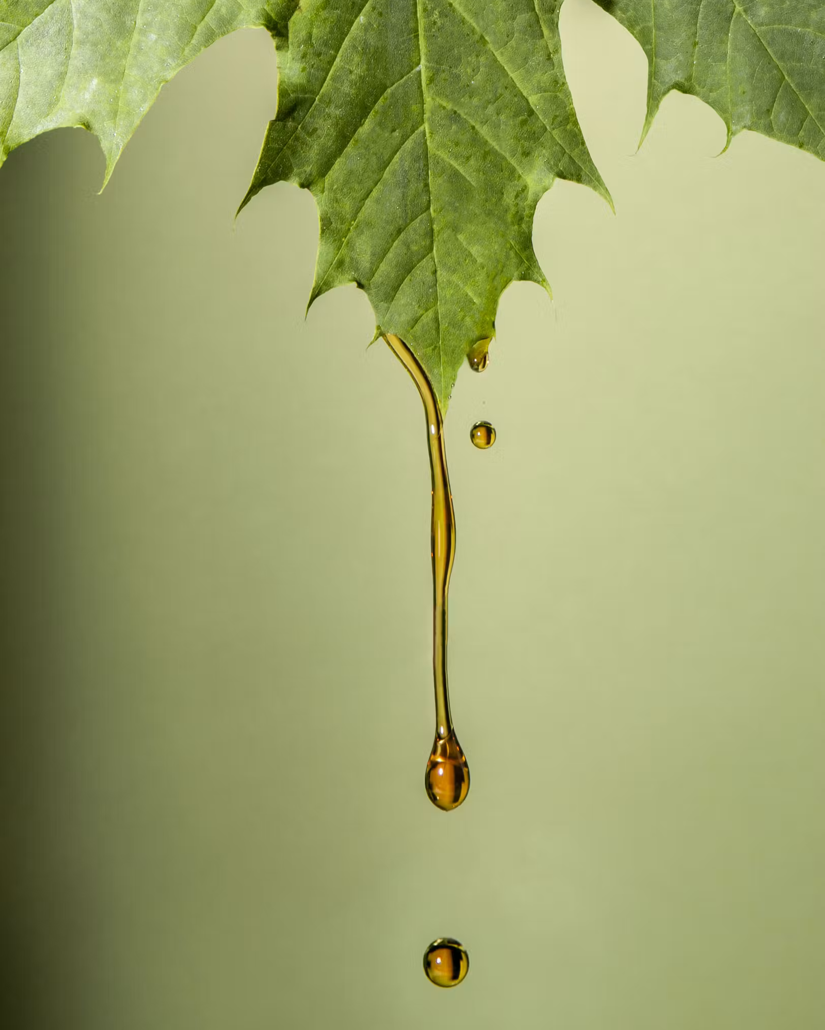 Ein Makrofoto von goldenem Ahornsirup, der an der Spitze eines grünen Ahornblatts herunterläuft, vor einem weichen, grünen Hintergrund.