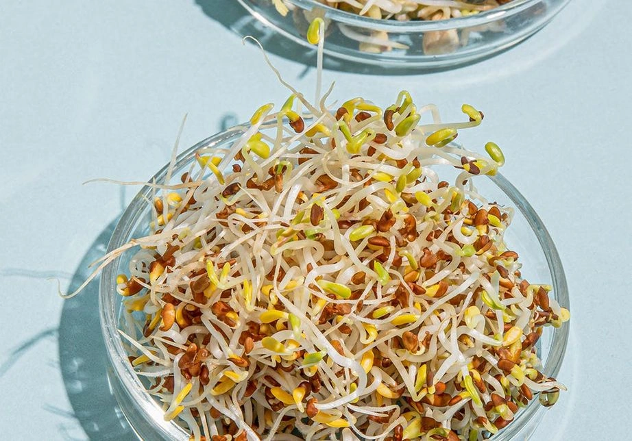 Grow your own sprouts