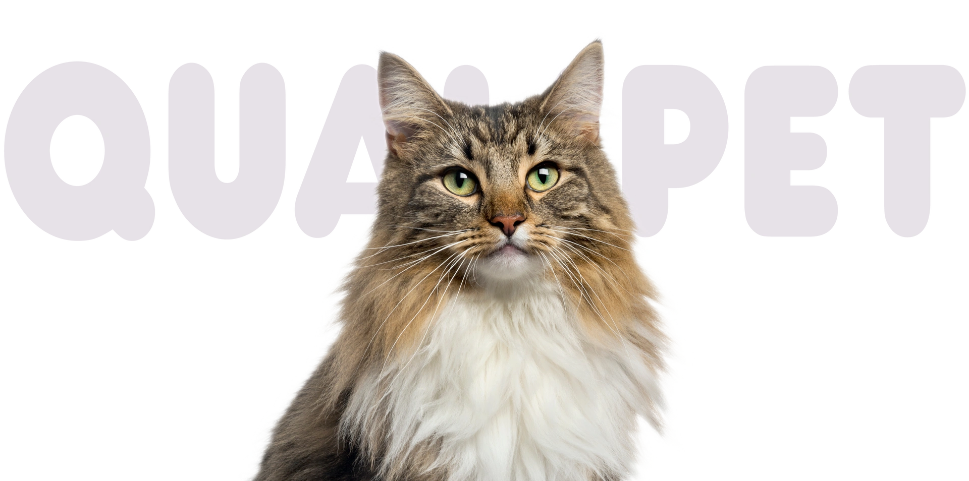 Alles für Katzen