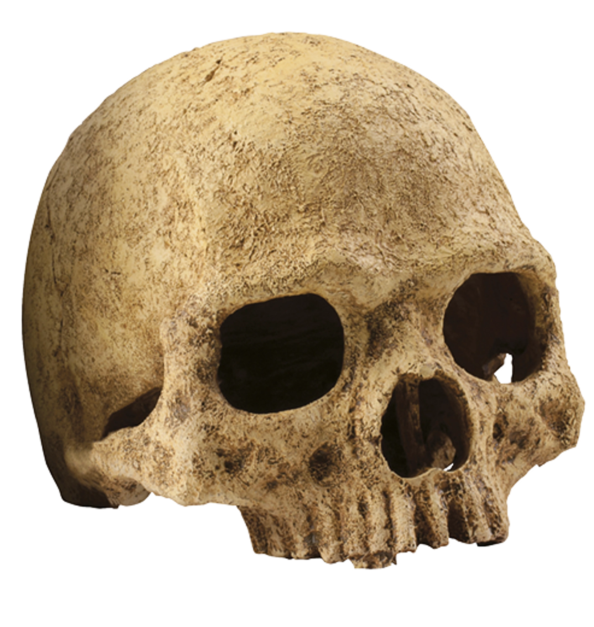 Primate Skull Dekoration fürs Terrarium von Exo Terra