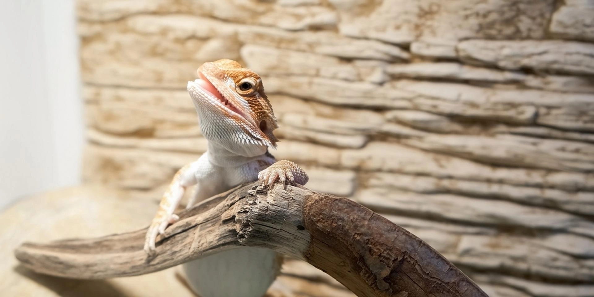 Zwergbartagame, die sich über einen Ast lehnt, vor einer Schiefersteinwand mit Sandboden