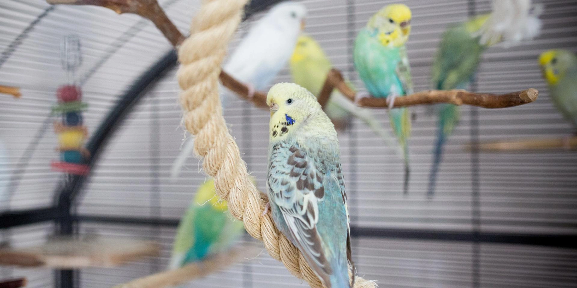 Grünlich-gelber Wellensittich sitzt im Vordergrund auf einem Seil; im Hintergrund sechs weitere, darunter ein weißer, sowie ein buntes Spielzeug im Vogelkäfig