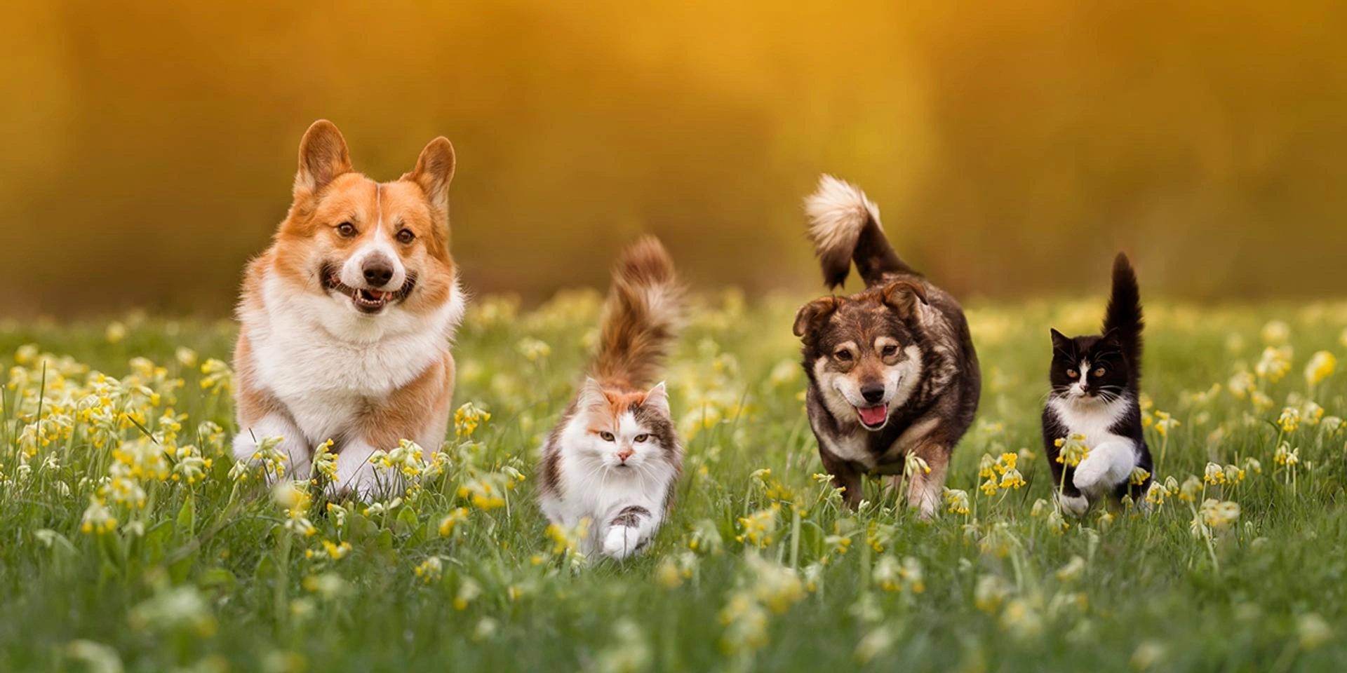 Zwei Hunde und zwei Katzen laufen durch eine grüne Wiese mit gelben Blumen, unscharfer Hintergrund in warmen Farbtönen