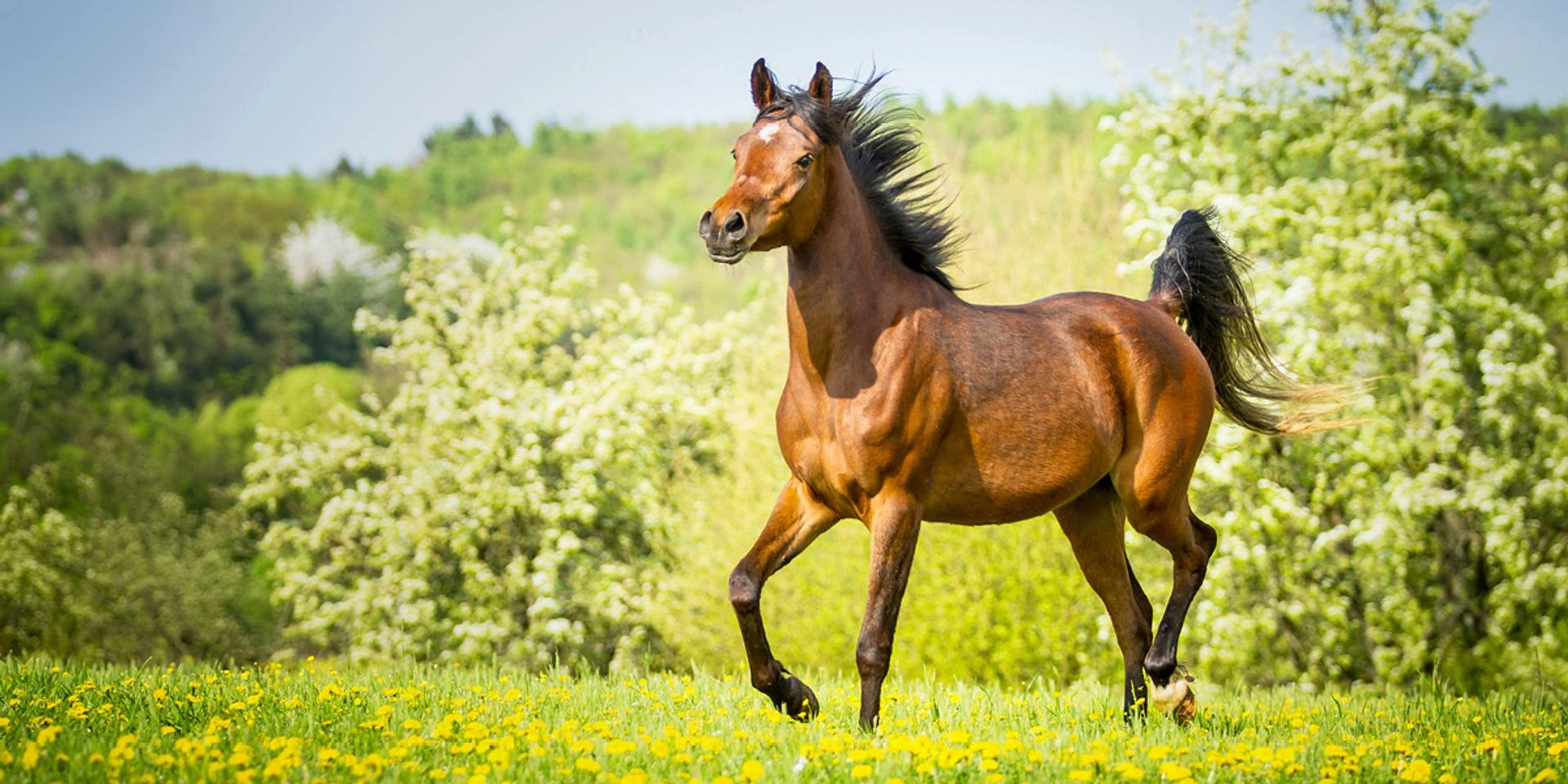 Braunes Pferd läuft über blühende Wiese mit gelben Blumen vor grünem Hintergrund