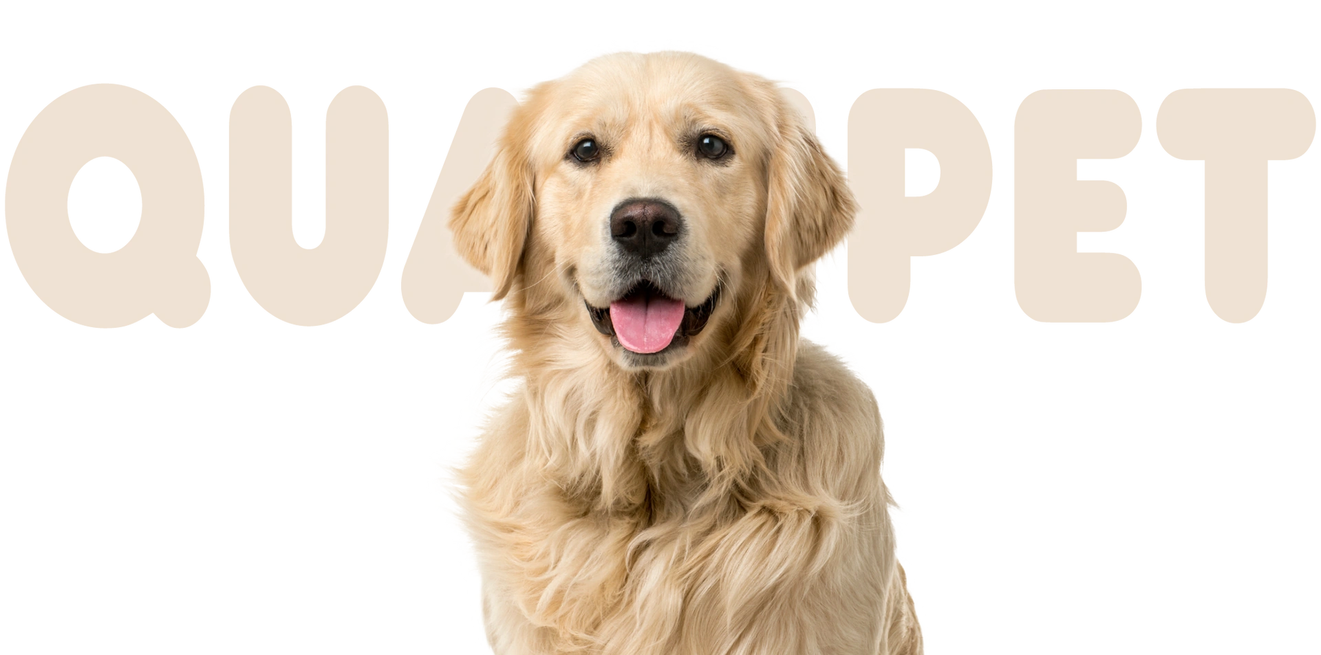 Golden Retriever vor dunklem Hintergrund mit grossem QUALIPET Schriftzug