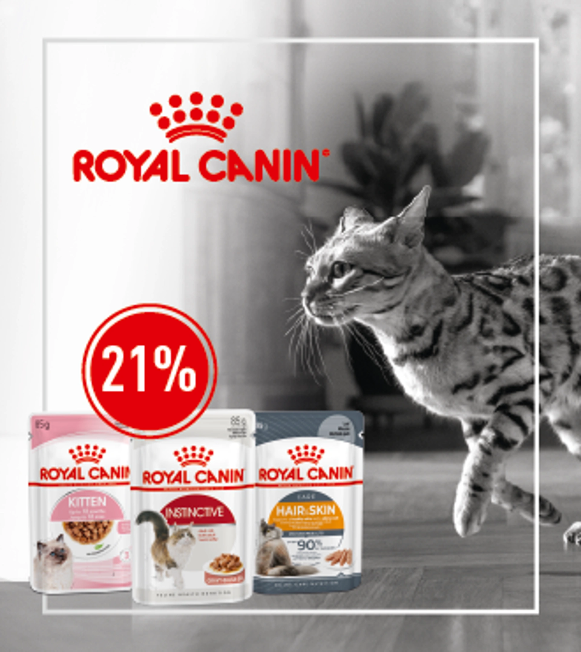 Graue Katze läuft von rechts nach links, links ROYAL CANIN Logo und drei Katzenfutterverpackungen mit 21% Rabattkreis