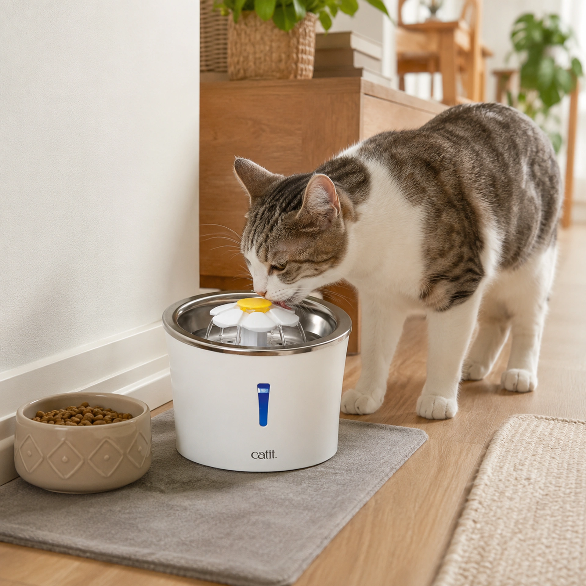 Fontaines à eau pour chats