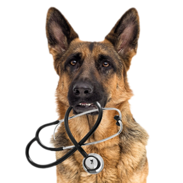 Deutscher Schäferhund mit Stethoskop im Maul