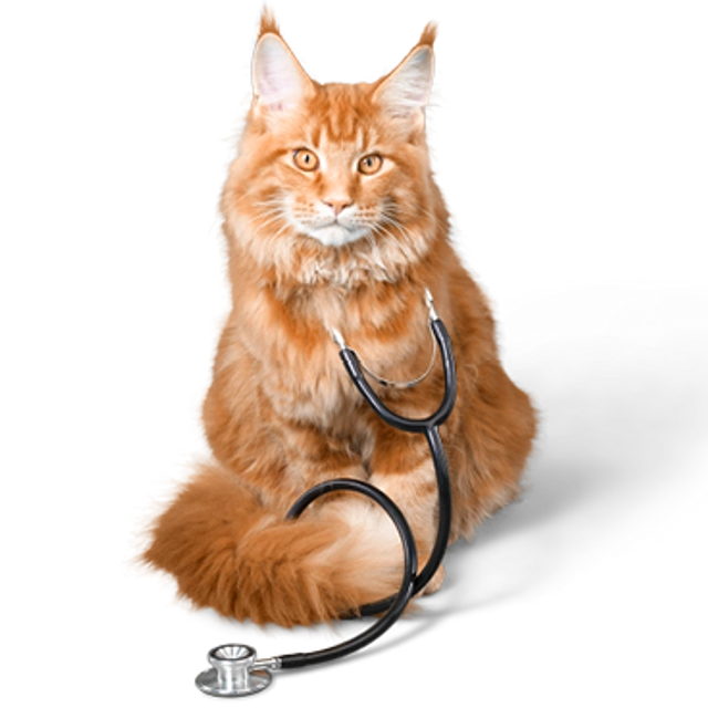 Langhaarige orange Katze mit Stethoskop