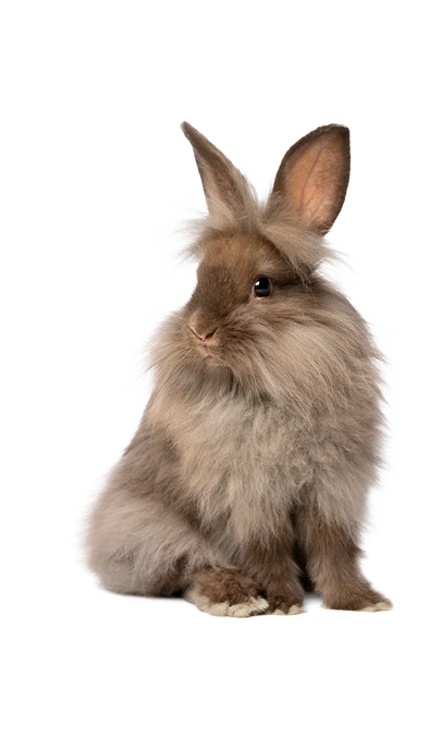 Sitzendes braunes Löwenkopfkaninchen