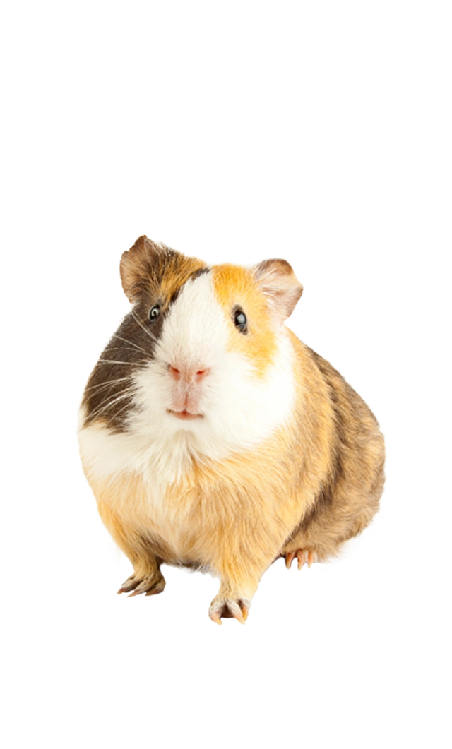Dreifarbiges Meerschweinchen mit braunem, weissem und beigem Fell
