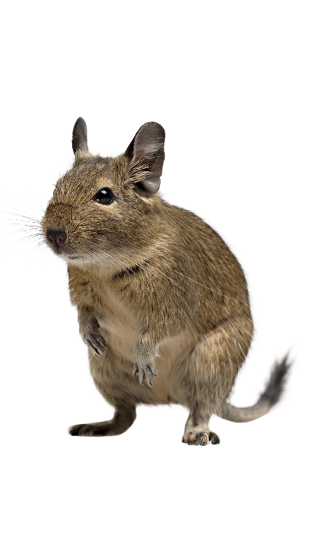 Brauner Degu steht auf den Hinterbeinen