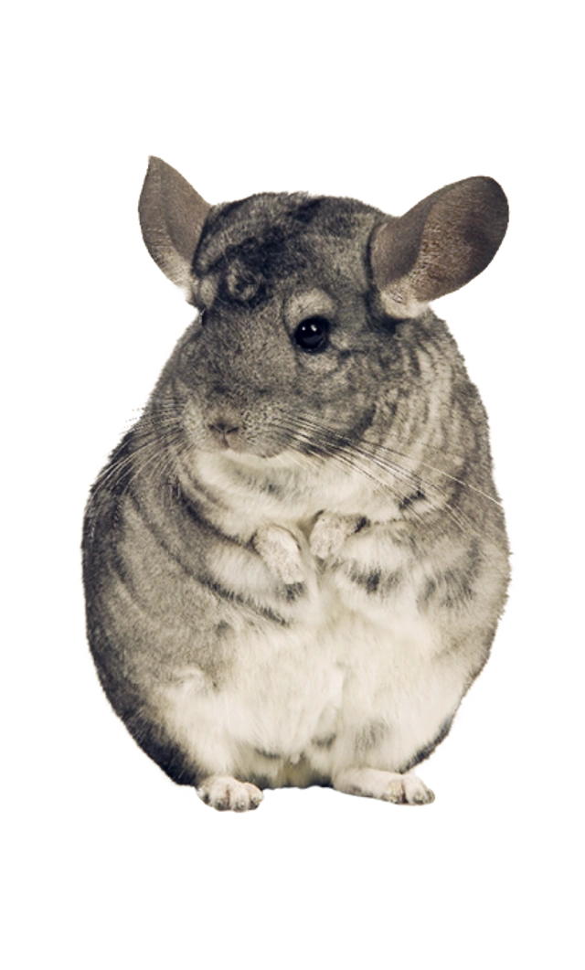 Graues Chinchilla steht auf den Hinterbeinen