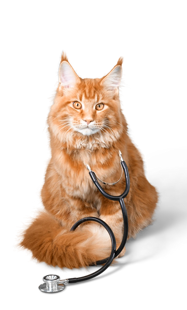 Sitzende orangefarbene Maine-Coon-Katze mit einem Stethoskop um den Hals