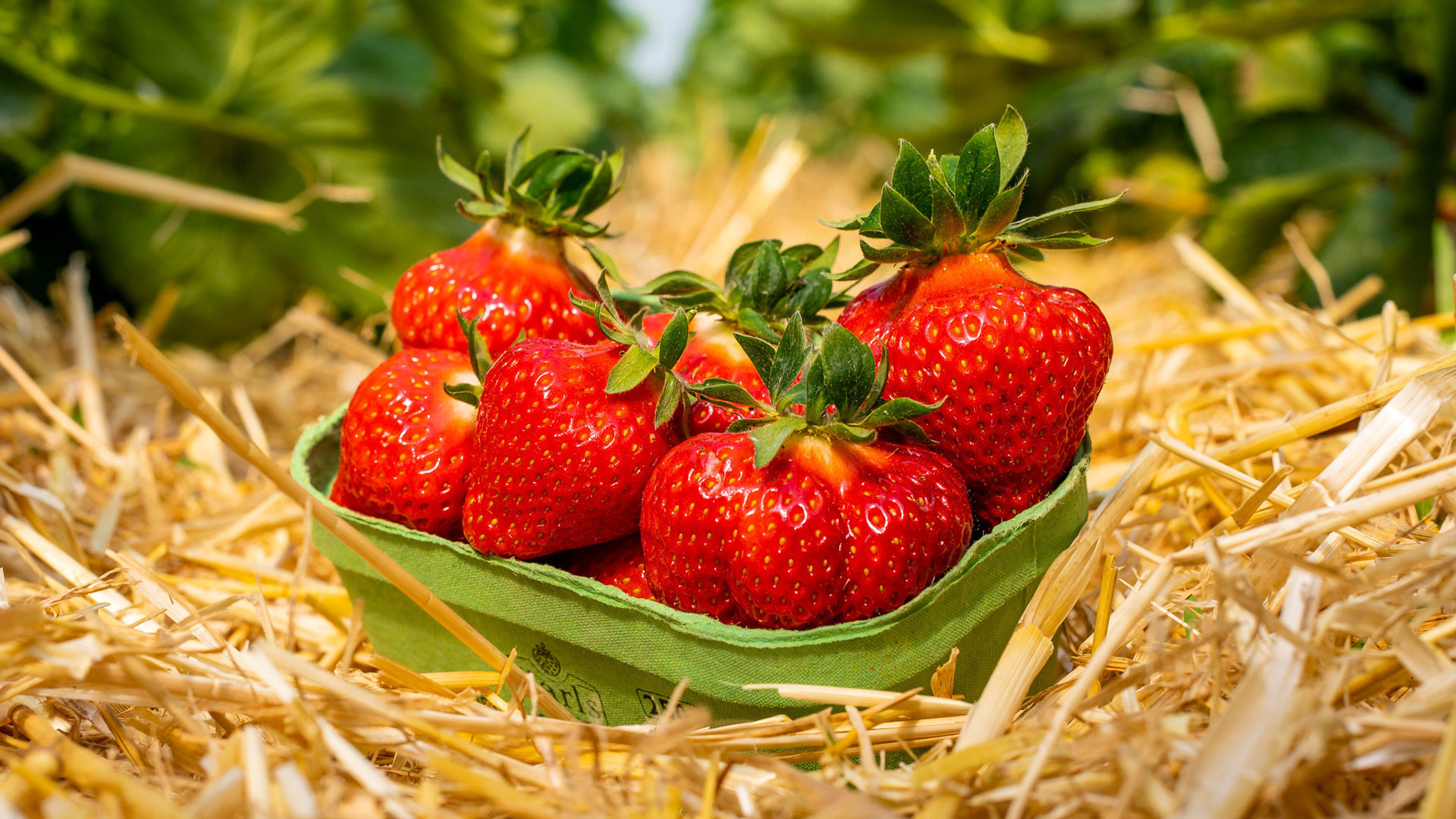 Erdbeeren schale klein