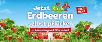 Erdbeeren pflücken